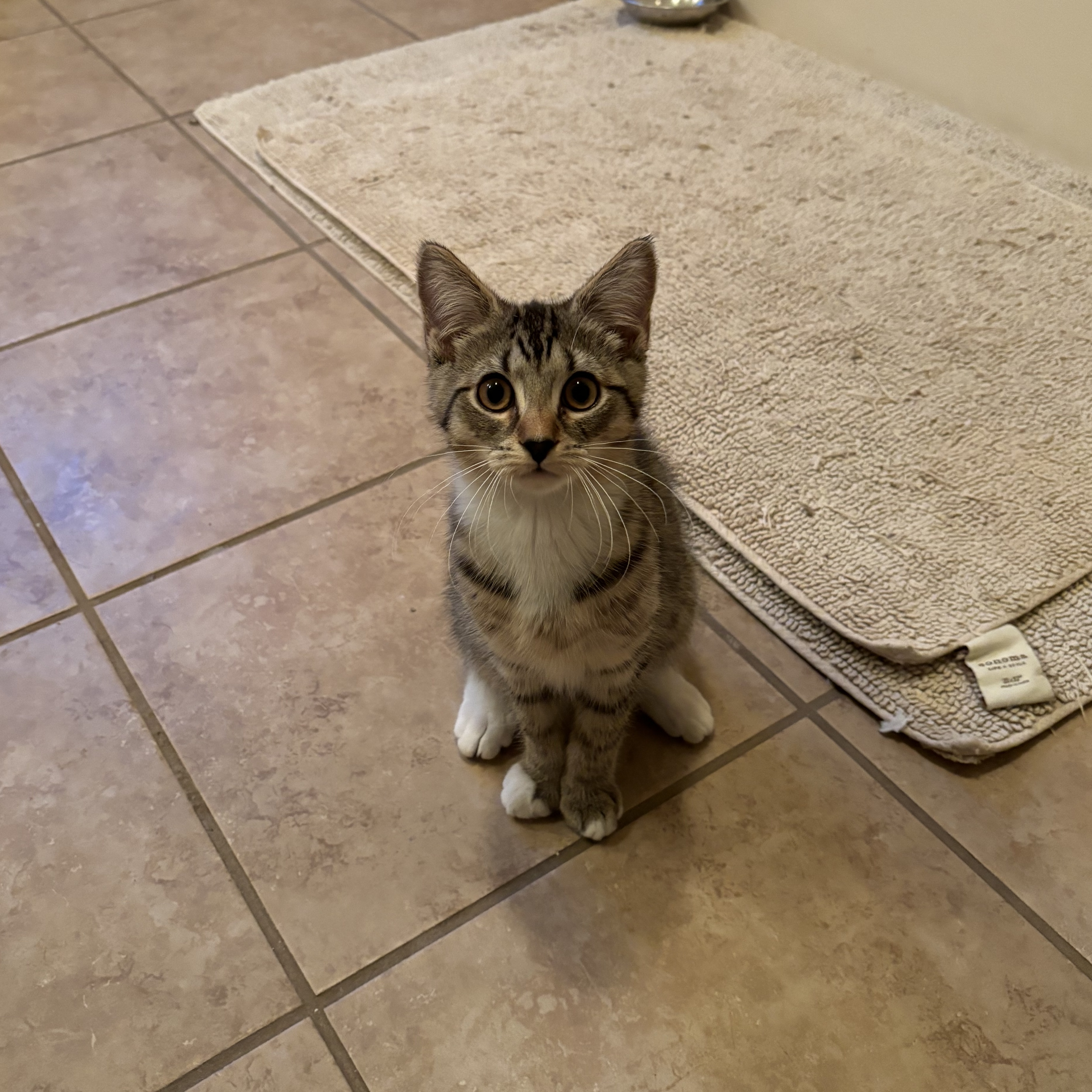 Suki, a Adoptable Domestic Short Hair in Plainville, CT image 3/6