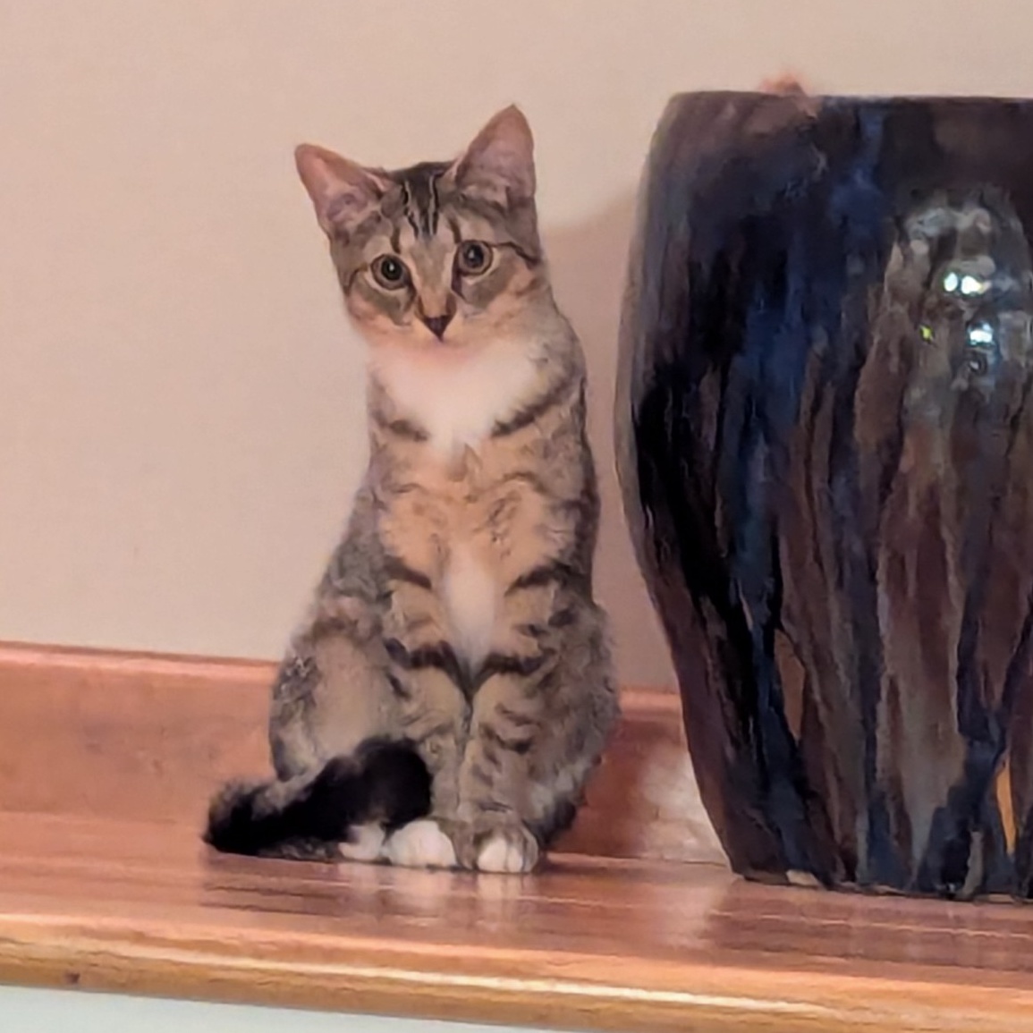 Suki, a Adoptable Domestic Short Hair in Plainville, CT image 1/6