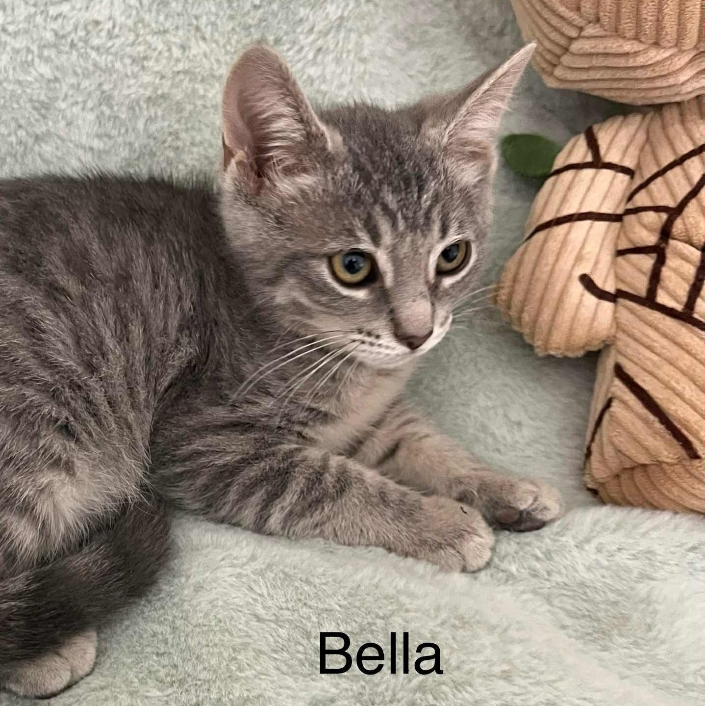 Bella