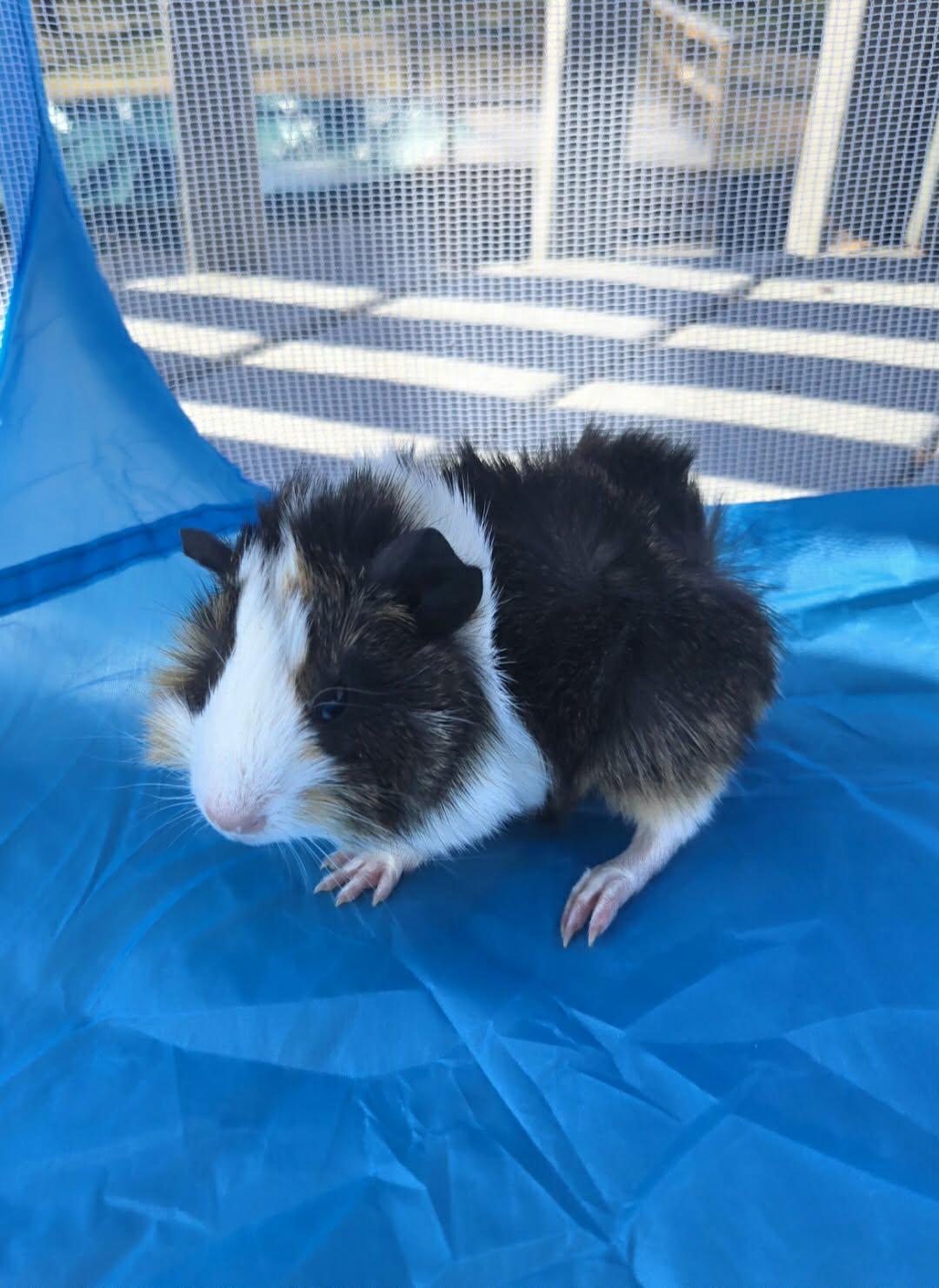 Gouda, Adoptable, Young Male Guinea Pig.