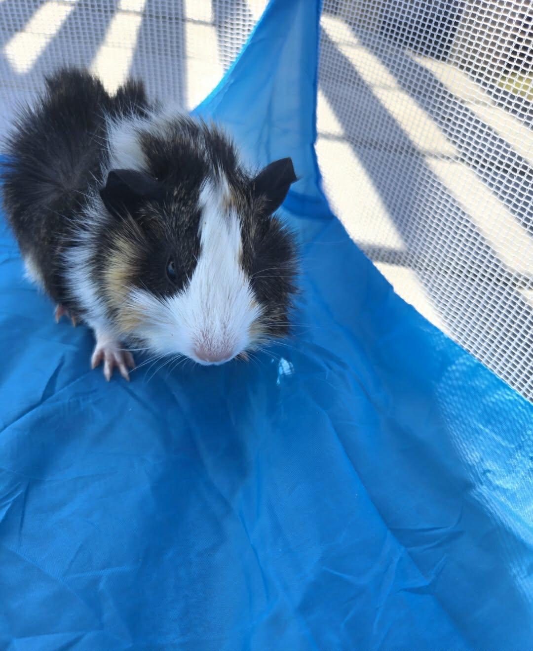 Enlarge Gouda, a Adoptable Guinea Pig in Glenmoore, PA image 2/3