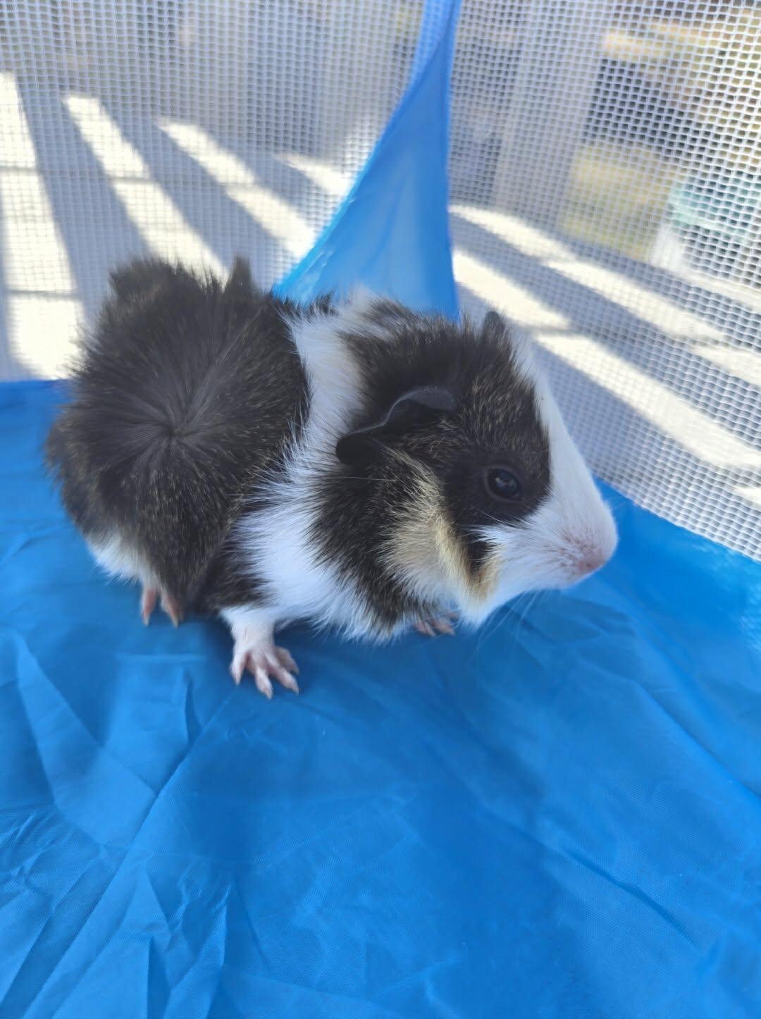 Enlarge Gouda, a Adoptable Guinea Pig in Glenmoore, PA image 3/3