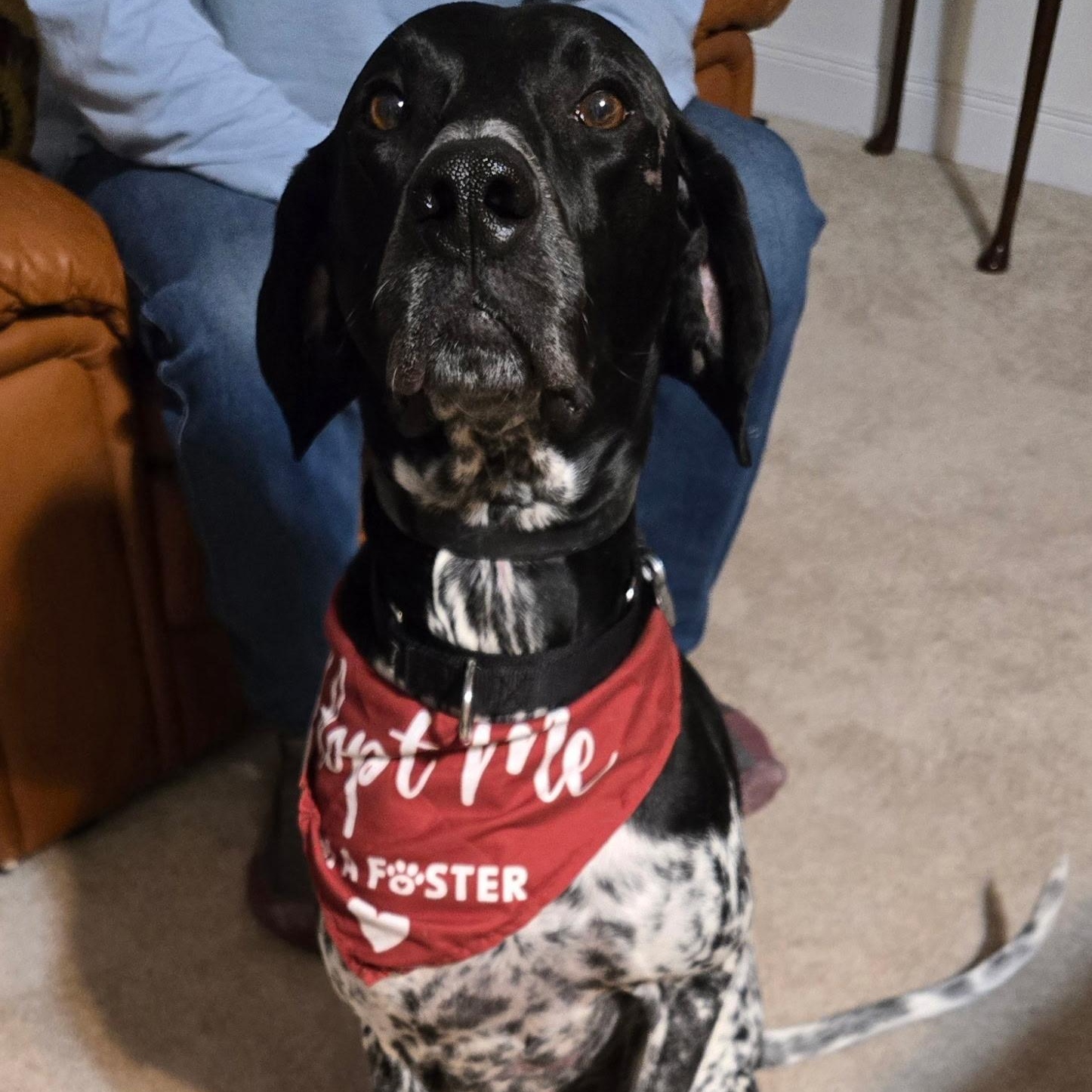 Hank, ADOPTABLE, Adult Male Mixed Breed.