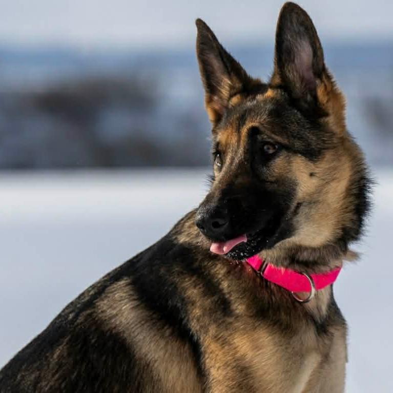 Raven (26-035), Adoptable, Young Female German Shepherd Dog.