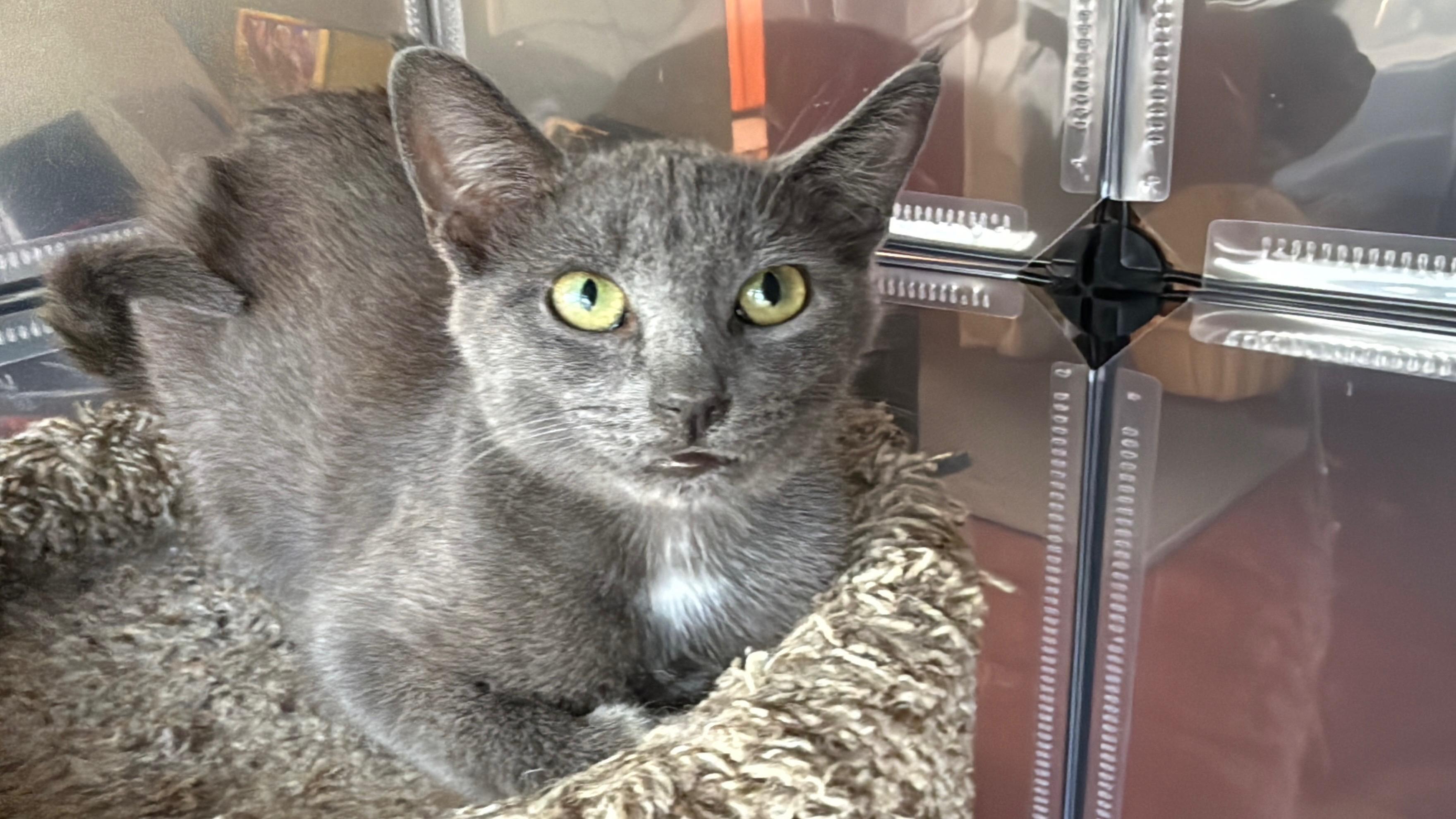 Enlarge Lola, a Adoptable Domestic Short Hair in GALESVILLE, WI image 2/6