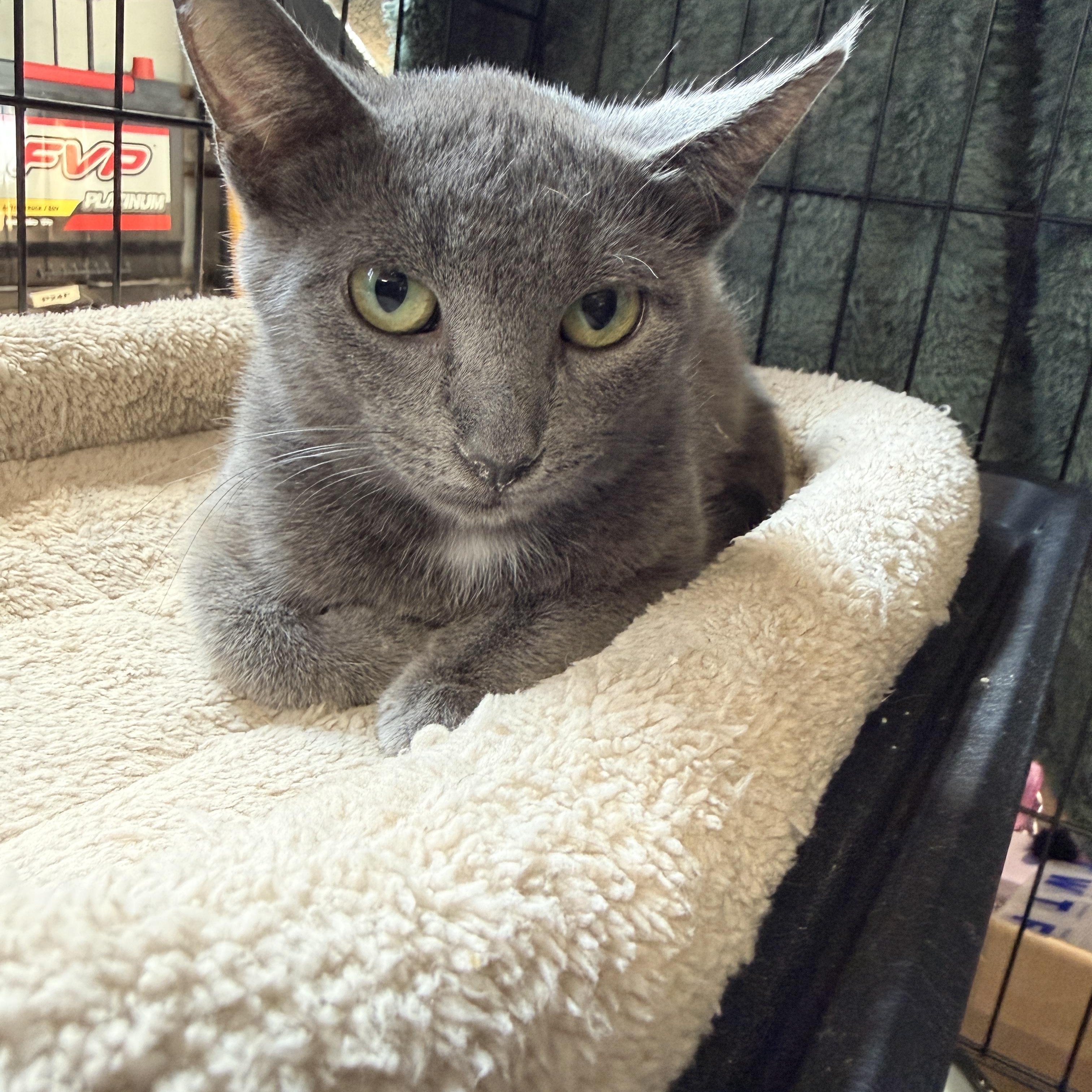 Enlarge Lola, a Adoptable Domestic Short Hair in GALESVILLE, WI image 3/6
