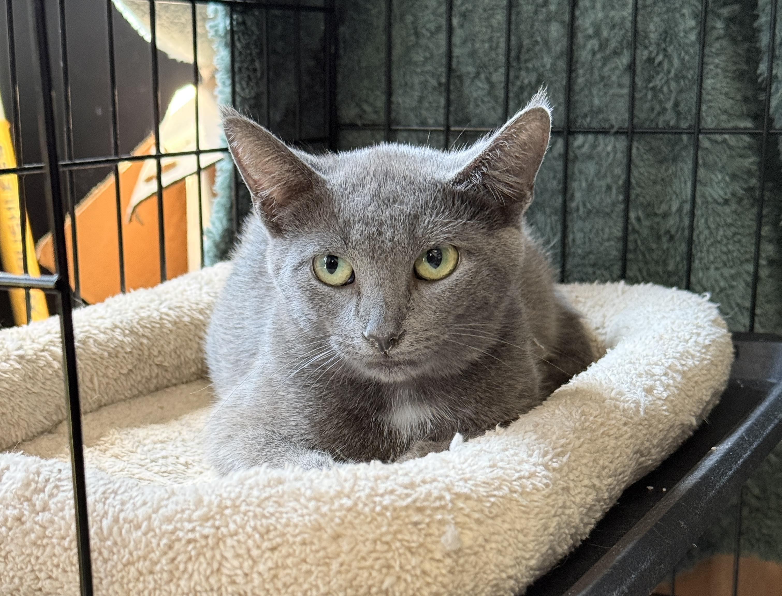 Enlarge Lola, a Adoptable Domestic Short Hair in GALESVILLE, WI image 1/6