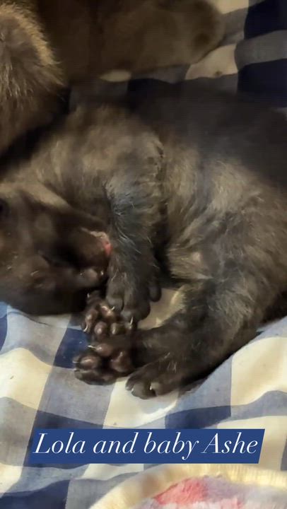 Enlarge Lola, a Adoptable Domestic Short Hair in GALESVILLE, WI video 6/6