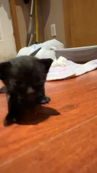 Enlarge Lola, a Adoptable Domestic Short Hair in GALESVILLE, WI video 5/6