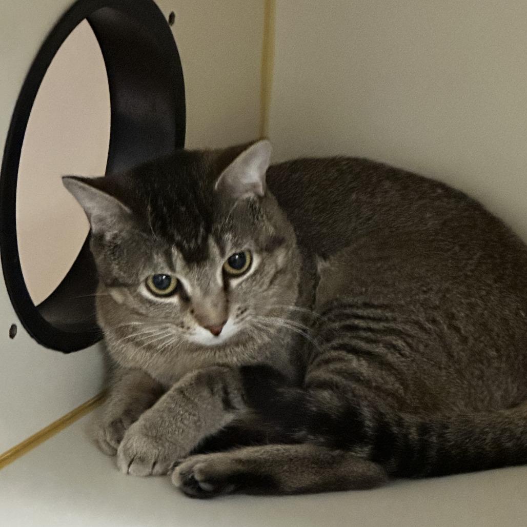 Enlarge Mark, a Adoptable Domestic Short Hair in Concord, NH image 2/3