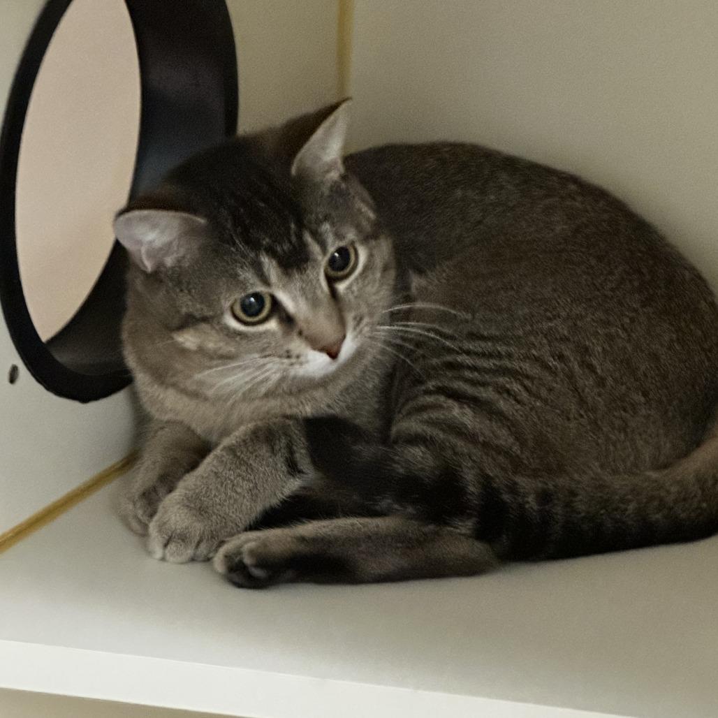 Enlarge Mark, a Adoptable Domestic Short Hair in Concord, NH image 3/3