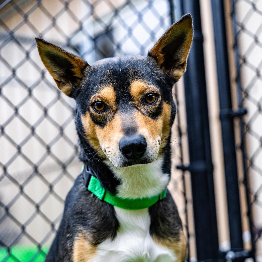 Enlarge Ross, a Adoptable mixed breed in Naperville, IL image 1/6