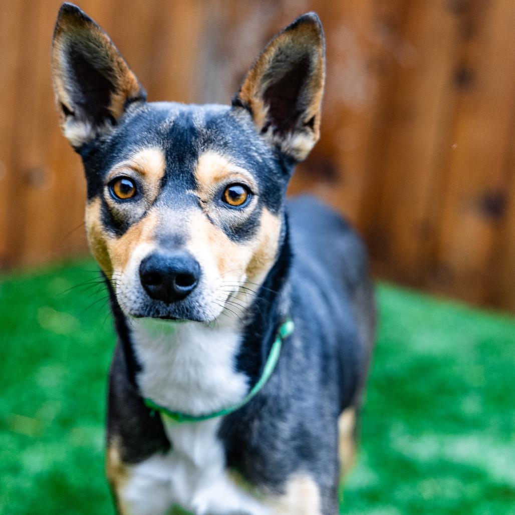 Enlarge Ross, a Adoptable mixed breed in Naperville, IL image 2/6