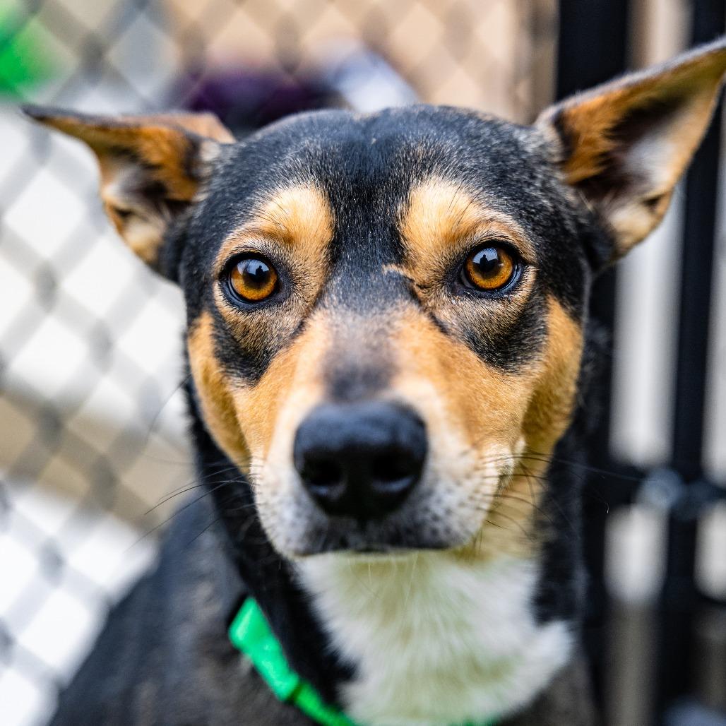 Enlarge Ross, a Adoptable mixed breed in Naperville, IL image 3/6