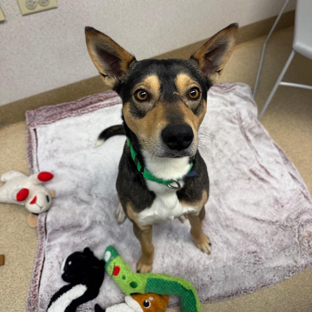 Enlarge Ross, a Adoptable mixed breed in Naperville, IL image 4/6