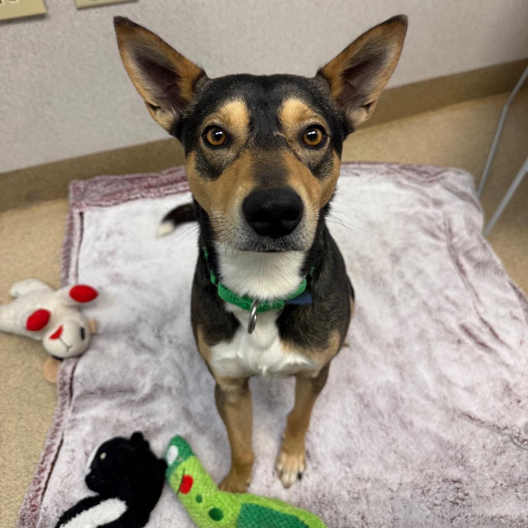 Enlarge Ross, a Adoptable mixed breed in Naperville, IL image 5/6