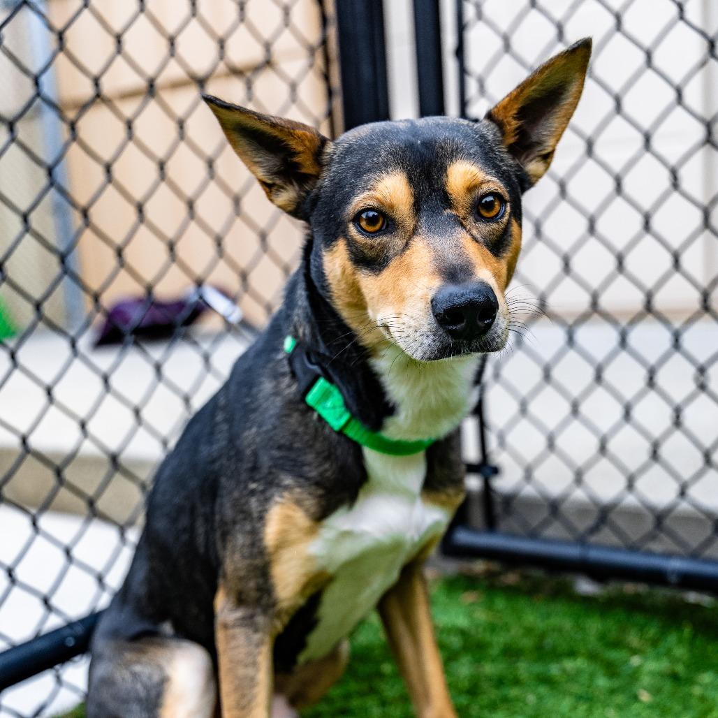 Enlarge Ross, a Adoptable mixed breed in Naperville, IL image 6/6