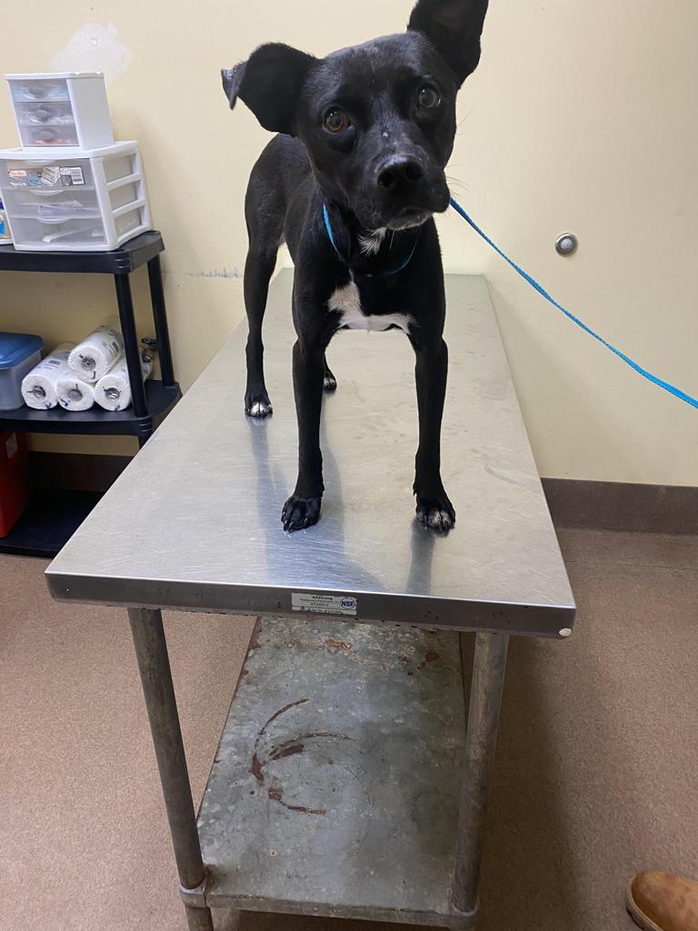 Enlarge Oil Spill, a Adoptable mixed breed in Florence, SC image 3/4