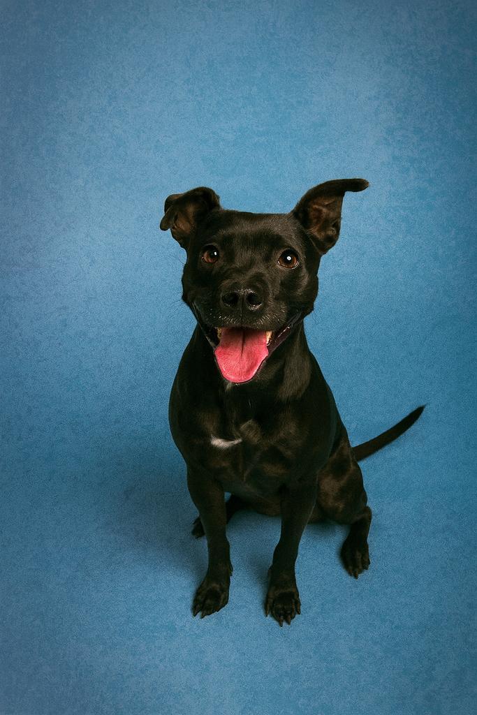 Enlarge Oil Spill, a Adoptable mixed breed in Florence, SC image 4/4
