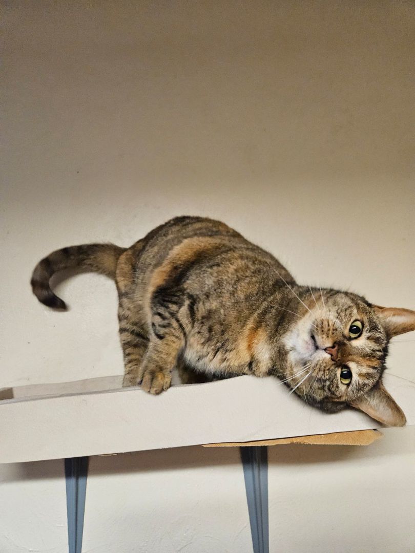Riley, an adopted Domestic Short Hair in Salem, OH_image-1