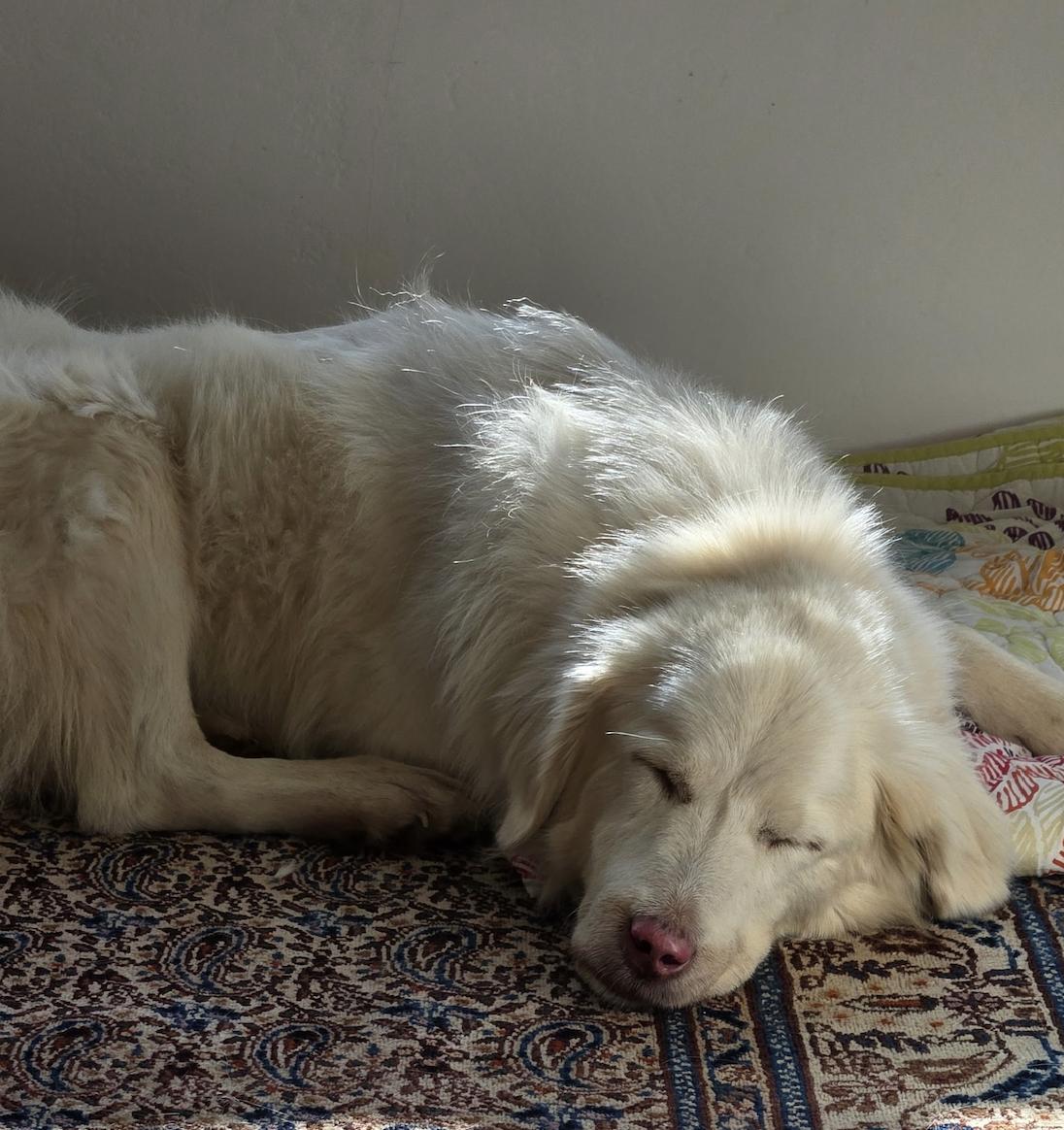 Enlarge Palomita, a ADOPTABLE mixed breed in Sacramento, CA image 2/4