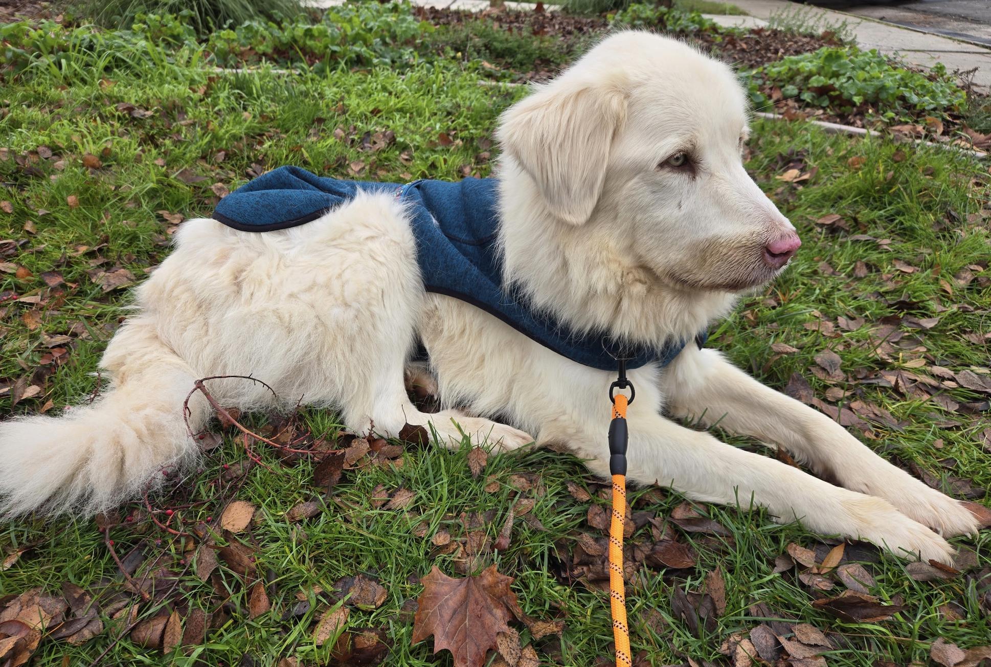 Enlarge Palomita, a ADOPTABLE mixed breed in Sacramento, CA image 3/4