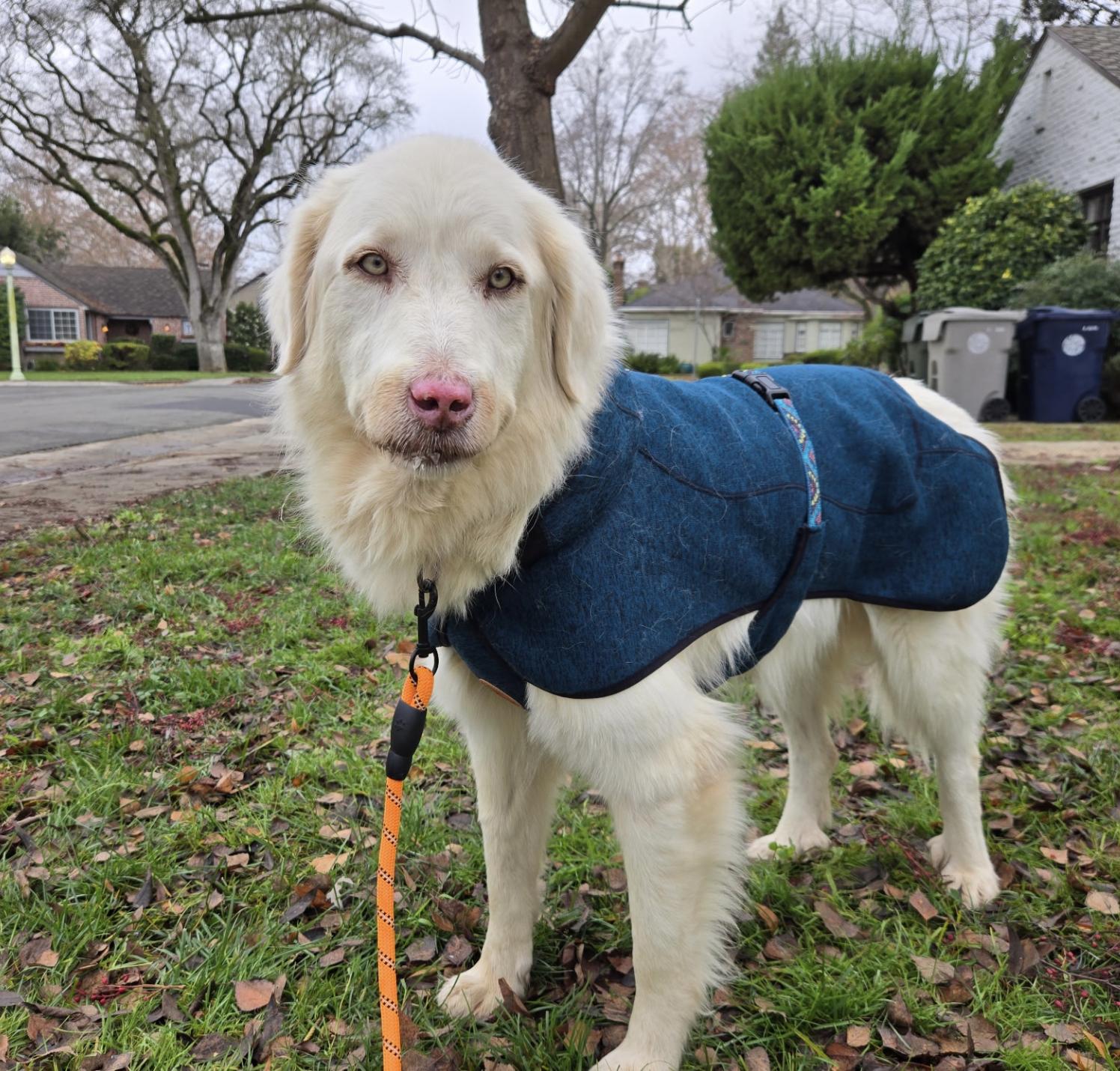 Enlarge Palomita, a ADOPTABLE mixed breed in Sacramento, CA image 1/4