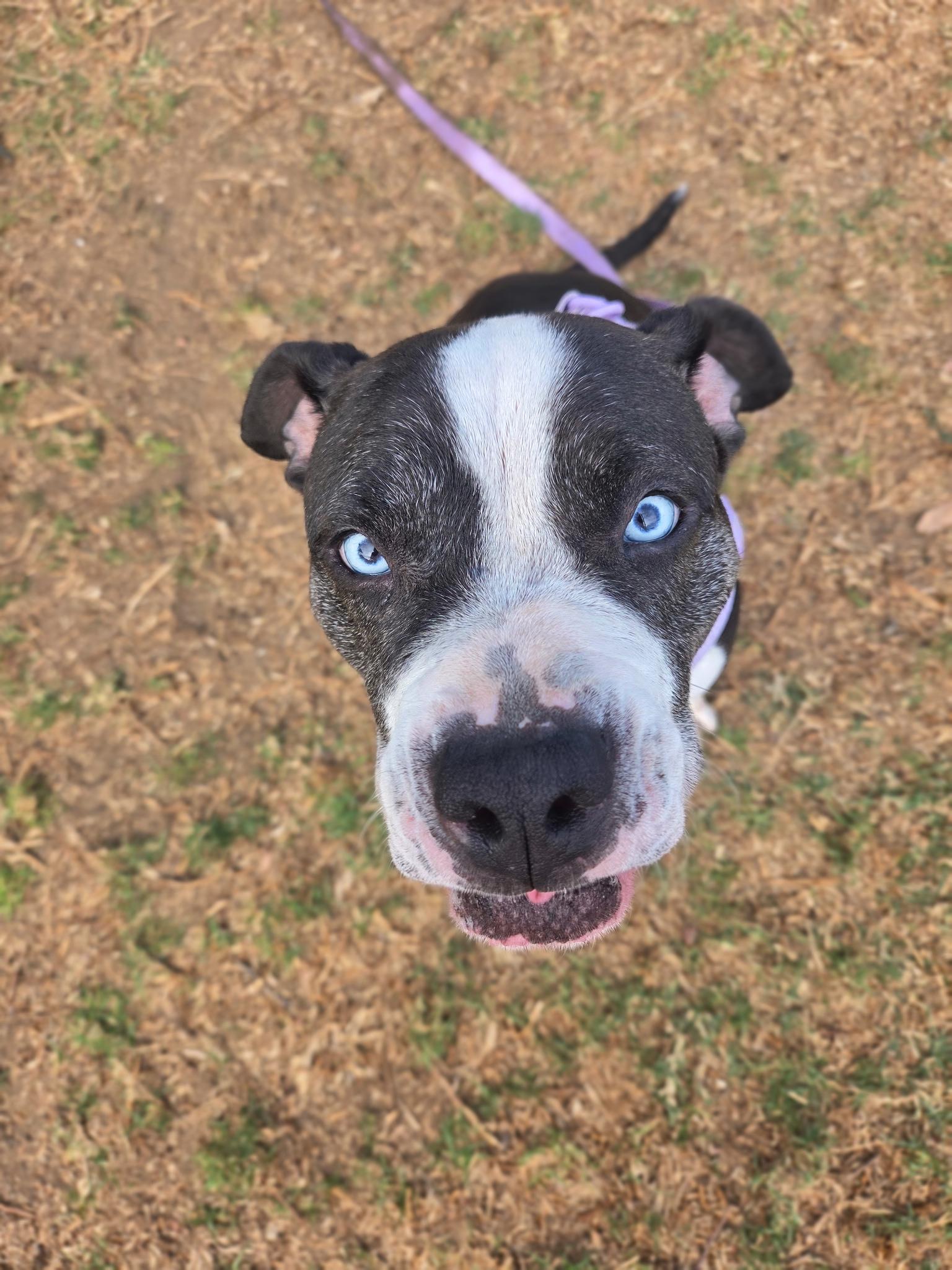 Enlarge Princess, a Adoptable Pit Bull Terrier in Palm Desert, CA image 5/6