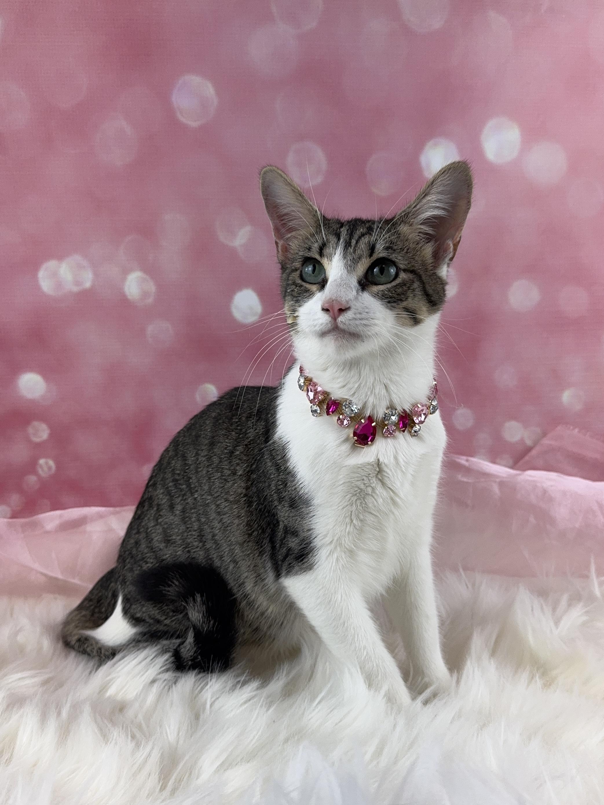 Enlarge Pebbles, an adopted mixed breed in Houston, TX image 2/6