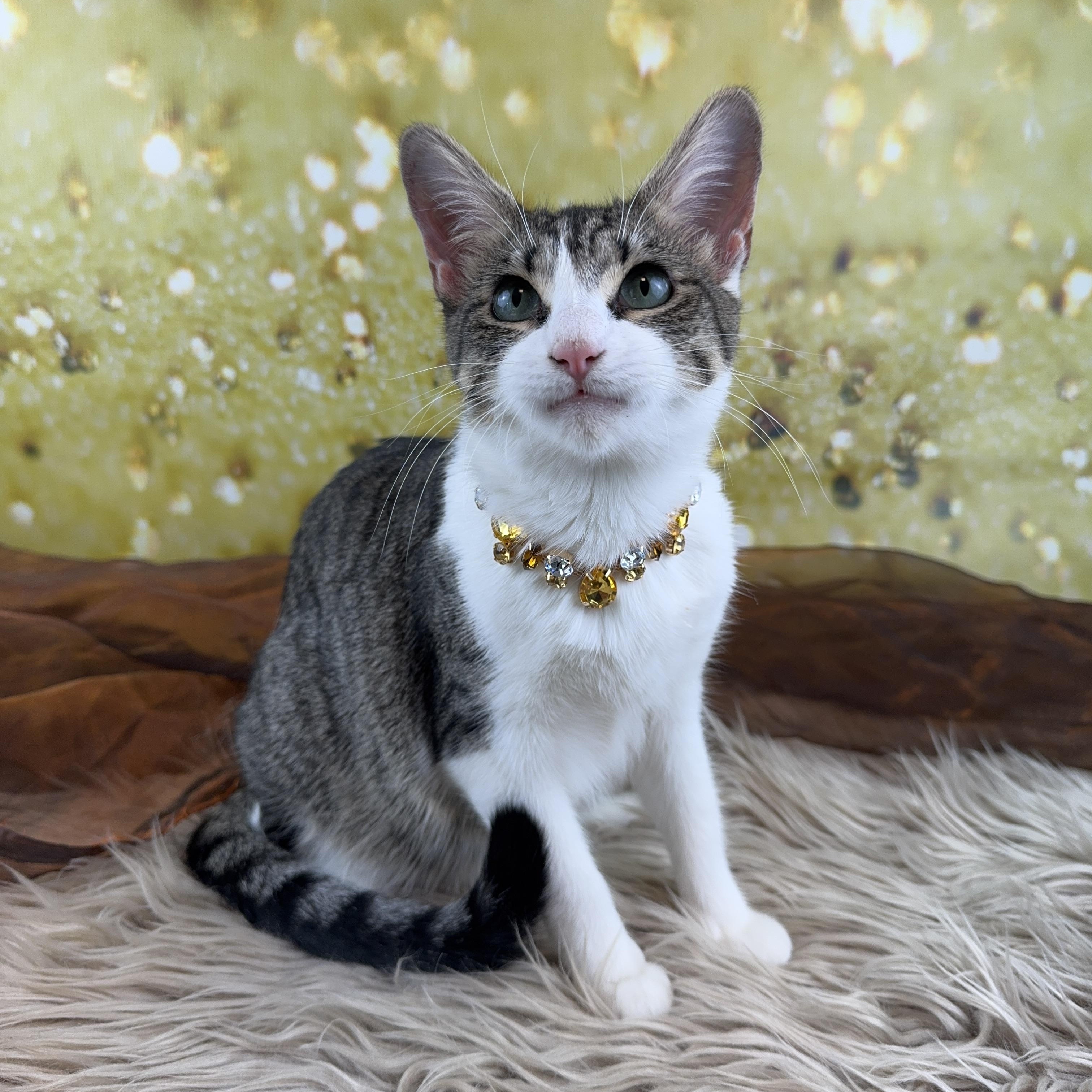 Enlarge Pebbles, an adopted mixed breed in Houston, TX image 6/6