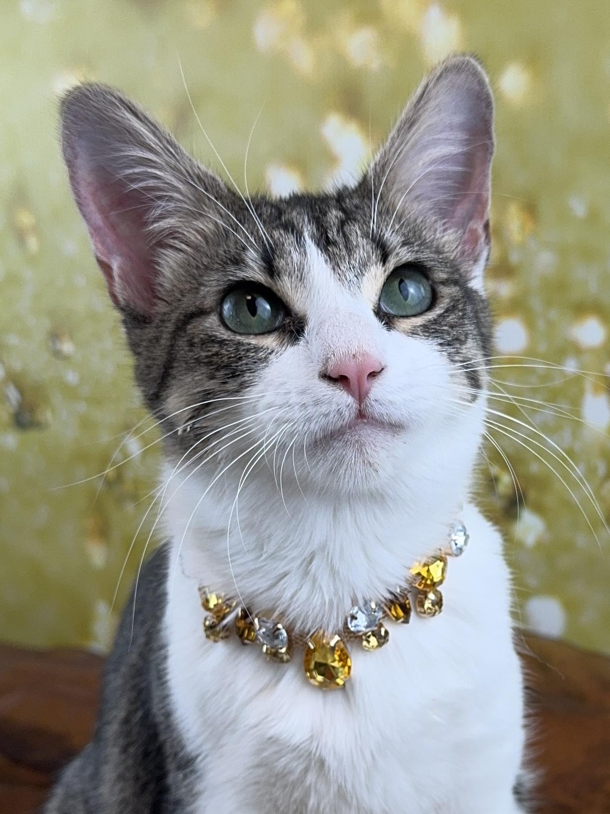 Enlarge Pebbles, an adopted mixed breed in Houston, TX image 3/6