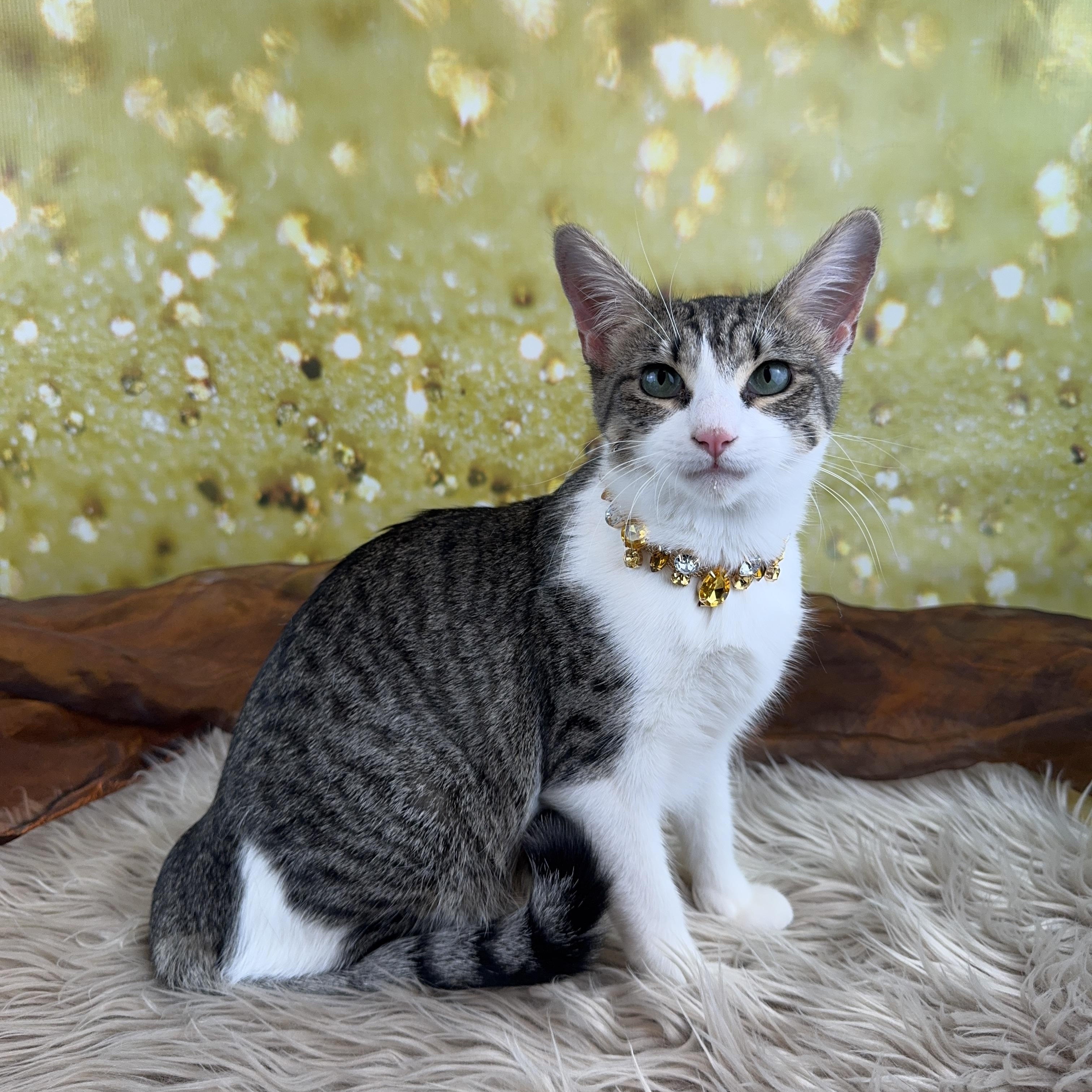 Enlarge Pebbles, an adopted mixed breed in Houston, TX image 5/6