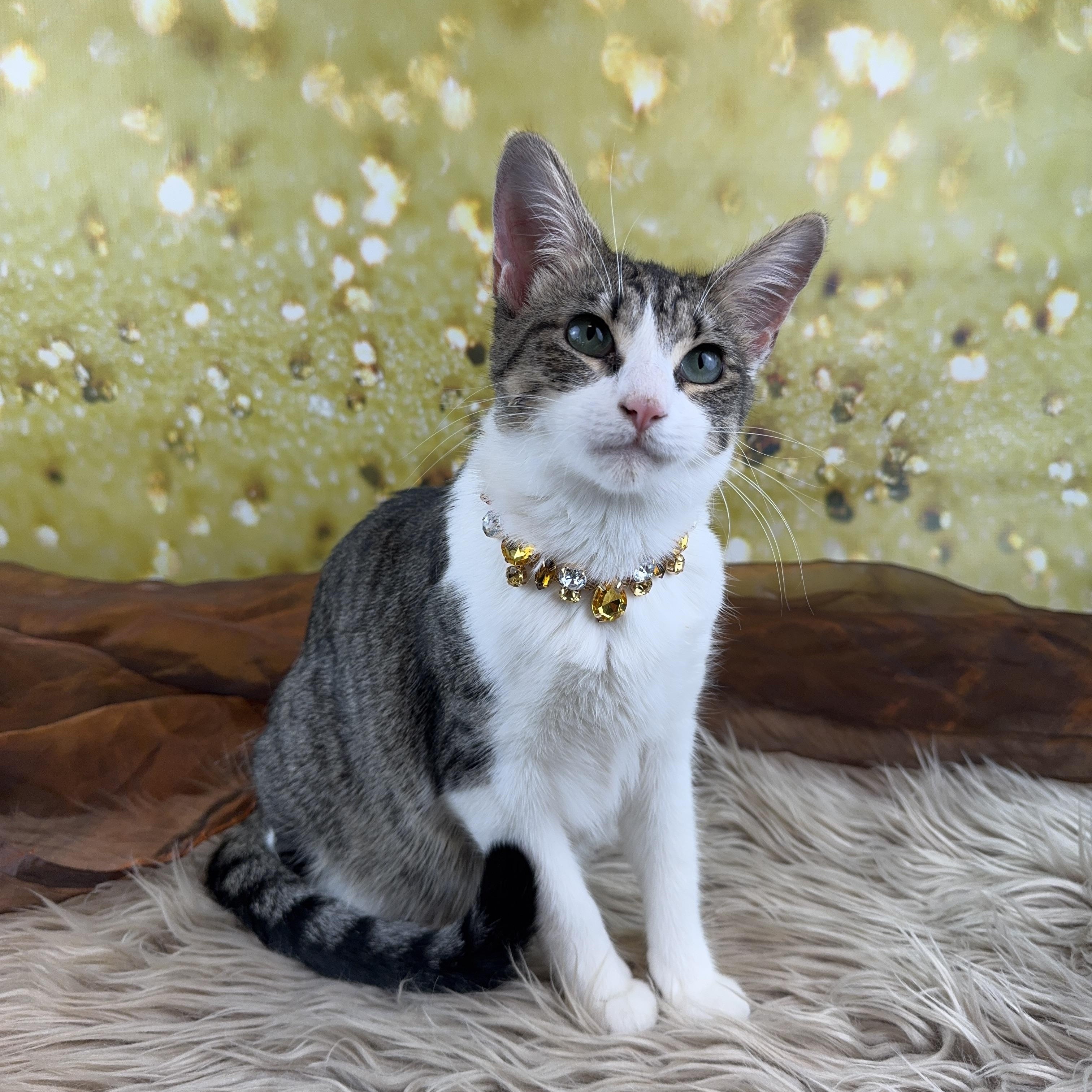 Enlarge Pebbles, an adopted mixed breed in Houston, TX image 1/6