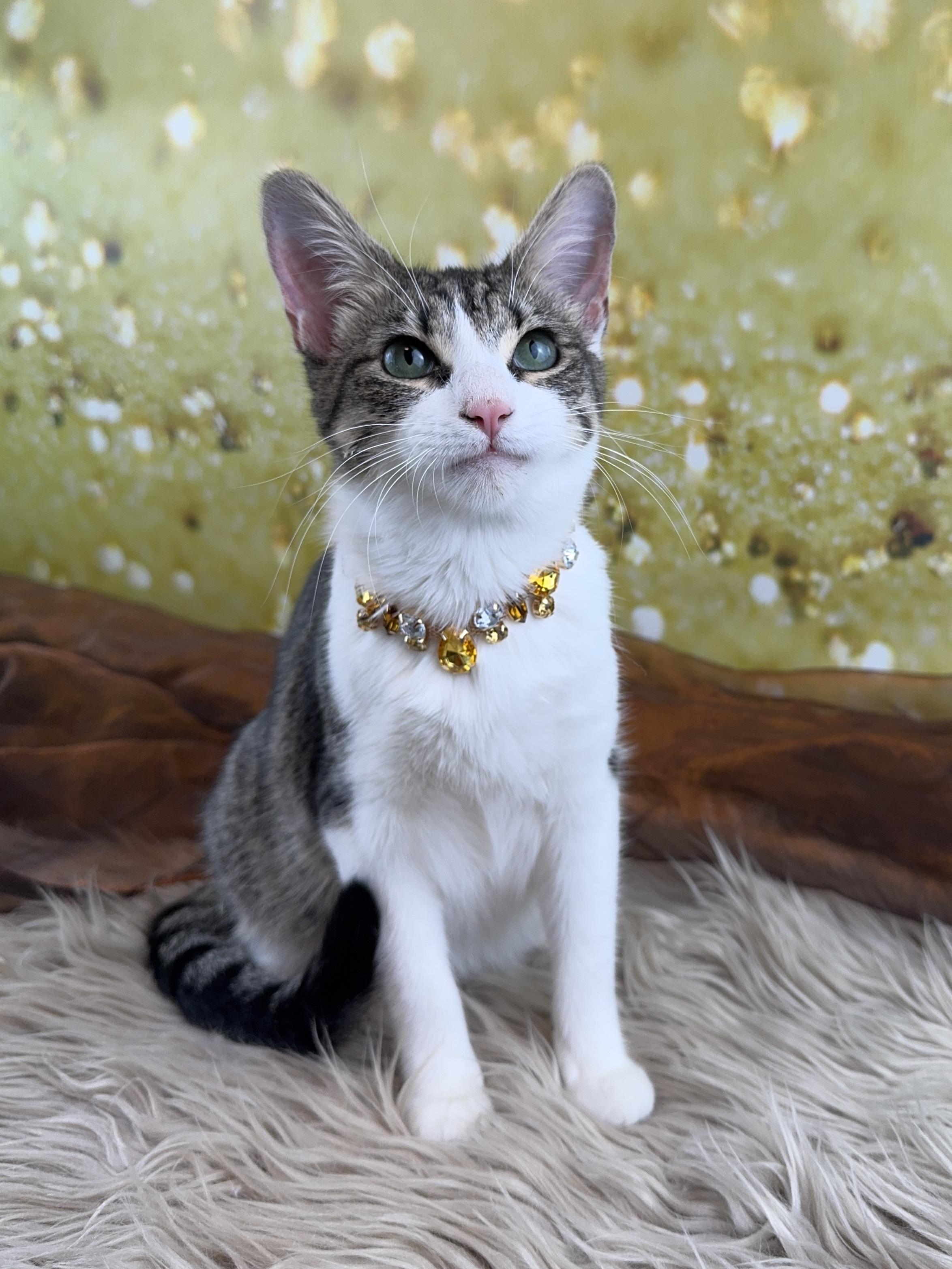 Enlarge Pebbles, an adopted mixed breed in Houston, TX image 4/6