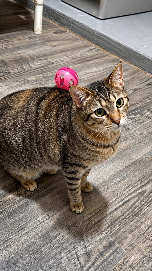 Precious, a Adoptable mixed breed in Labelle, FL image 1/6