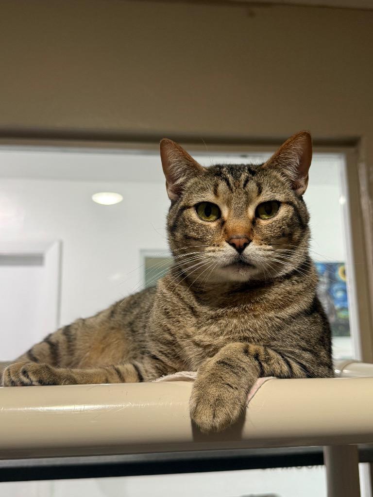 Precious, a Adoptable mixed breed in Labelle, FL image 2/6