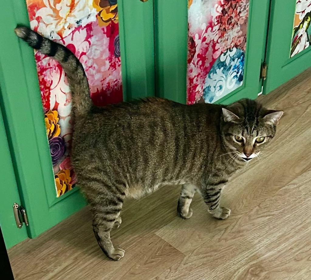 Precious, Adoptable, Adult Female Domestic Short Hair.