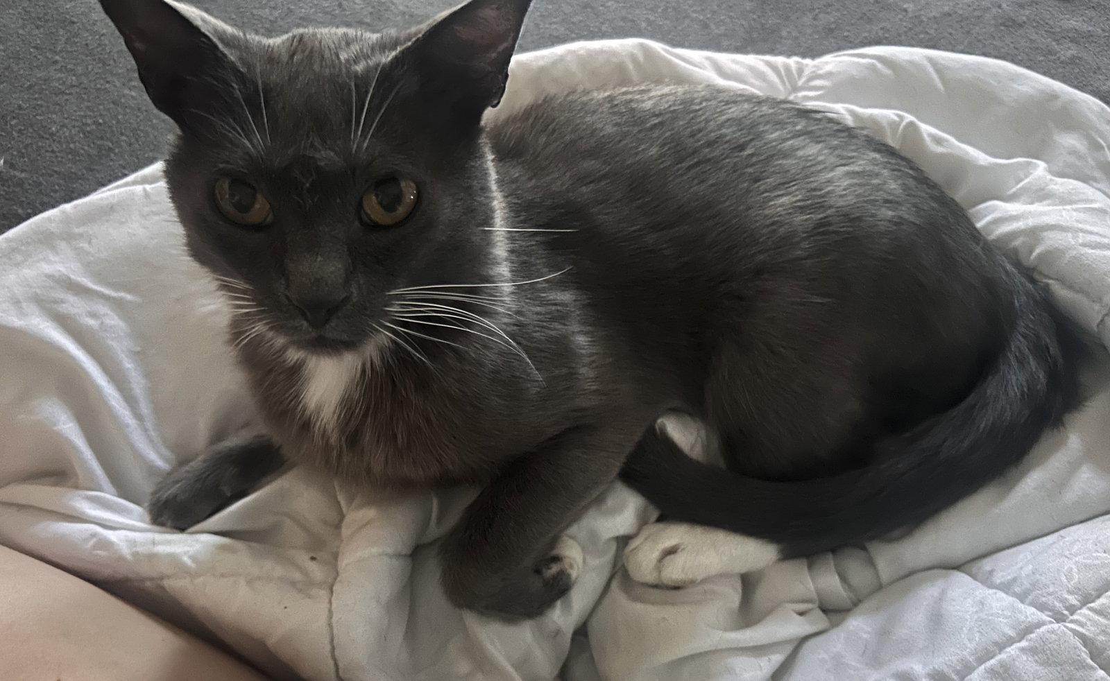 Max, Adopted, Senior Male American Shorthair.