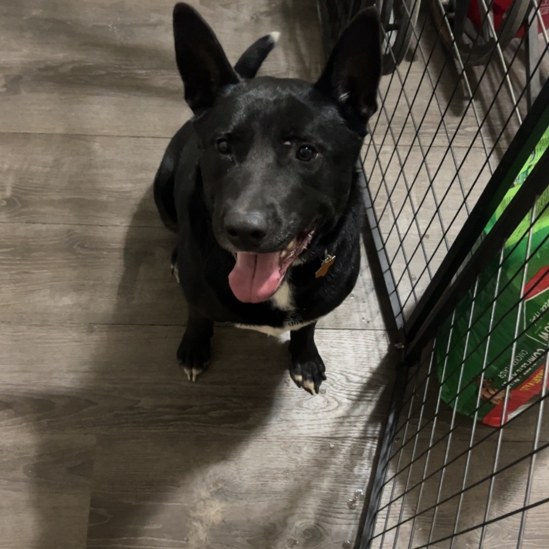 Enlarge Dandy - Courtesy Listing, a Adoptable German Shepherd Dog in Weatherford, TX image 1/1