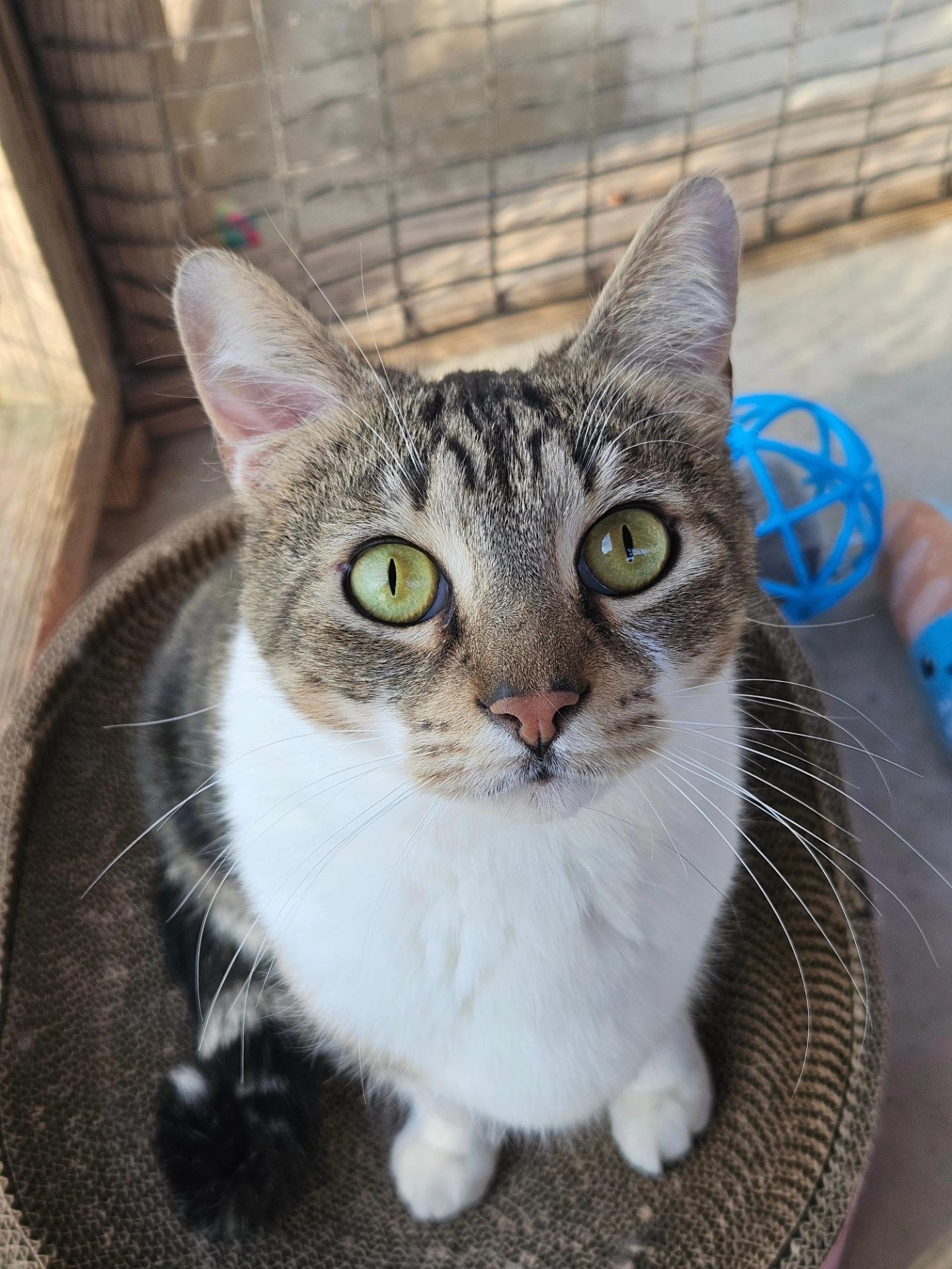 Enlarge Sammy, a ADOPTABLE Domestic Short Hair in Westbrook, CT image 1/6