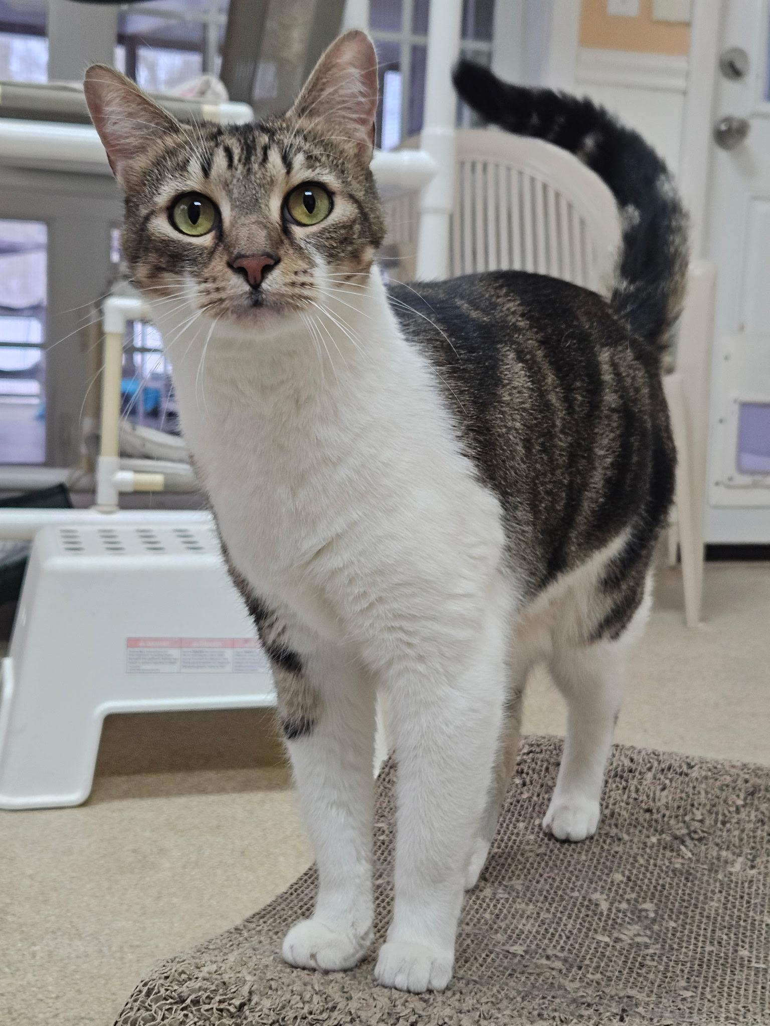 Enlarge Sammy, a ADOPTABLE Domestic Short Hair in Westbrook, CT image 1/6