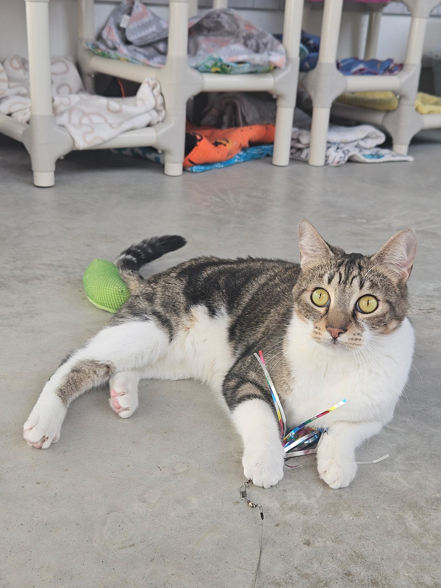 Enlarge Sammy, a ADOPTABLE Domestic Short Hair in Westbrook, CT image 6/6