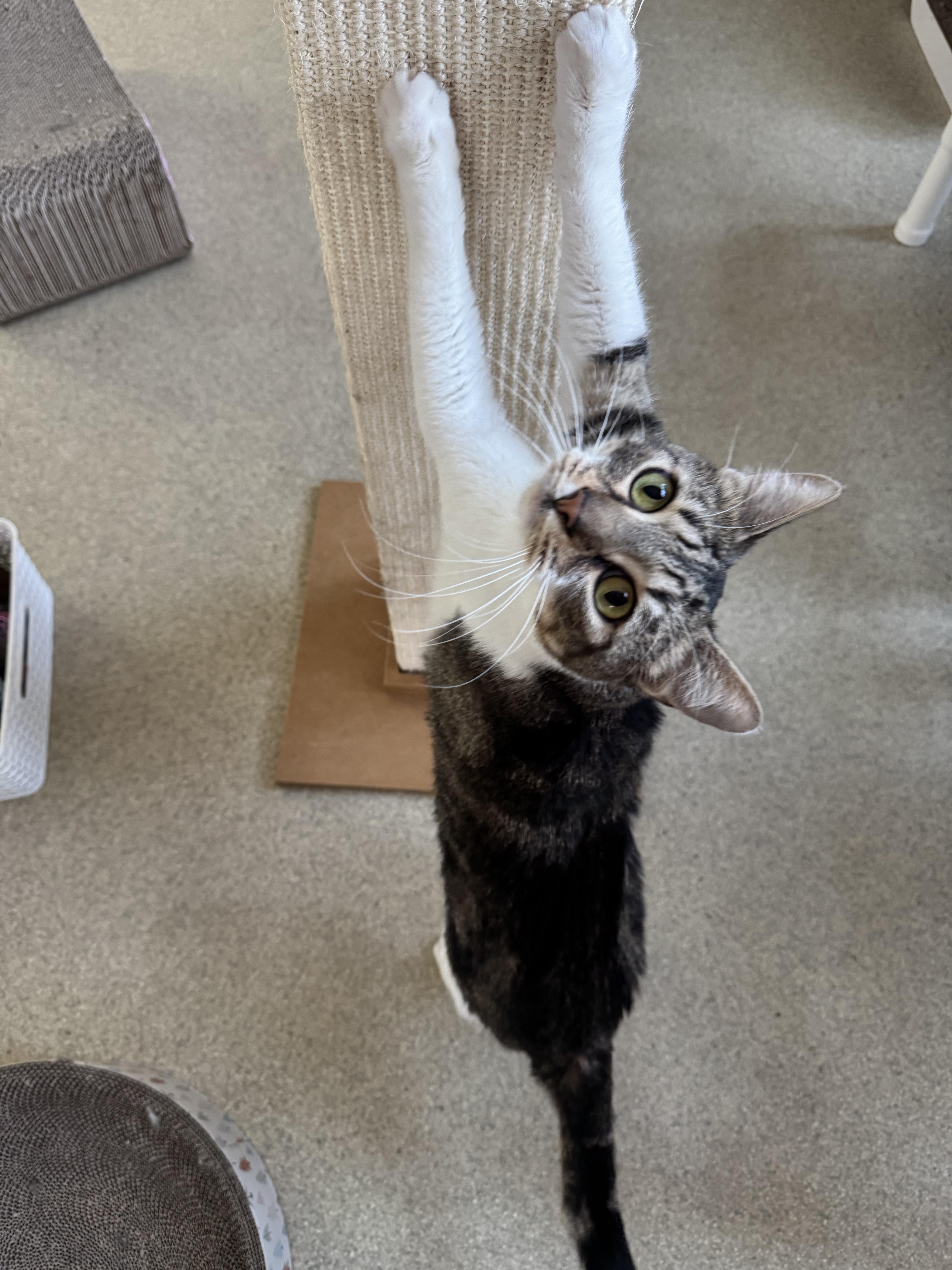 Sammy, ADOPTABLE, Adult Male Domestic Short Hair.