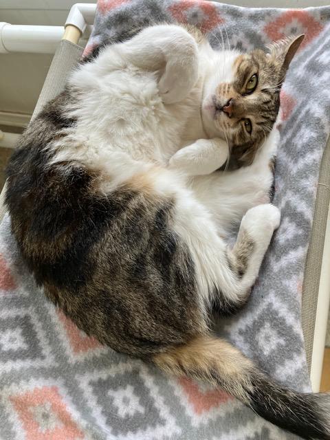 Enlarge Sammy, a ADOPTABLE Domestic Short Hair in Westbrook, CT image 2/6