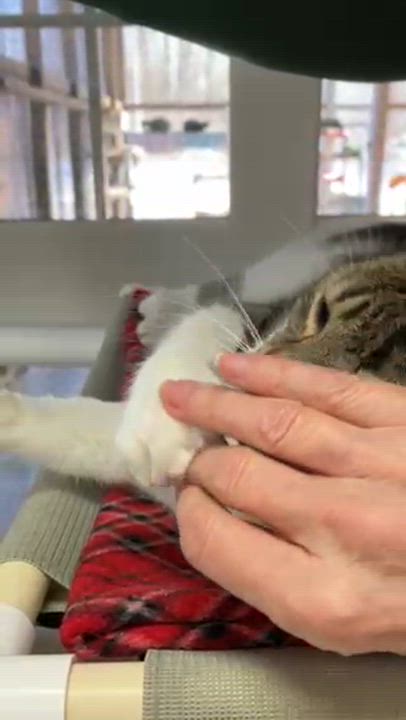 Enlarge Sammy, a ADOPTABLE Domestic Short Hair in Westbrook, CT video 4/4