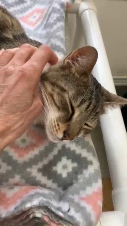 Enlarge Sammy, a ADOPTABLE Domestic Short Hair in Westbrook, CT video 6/6