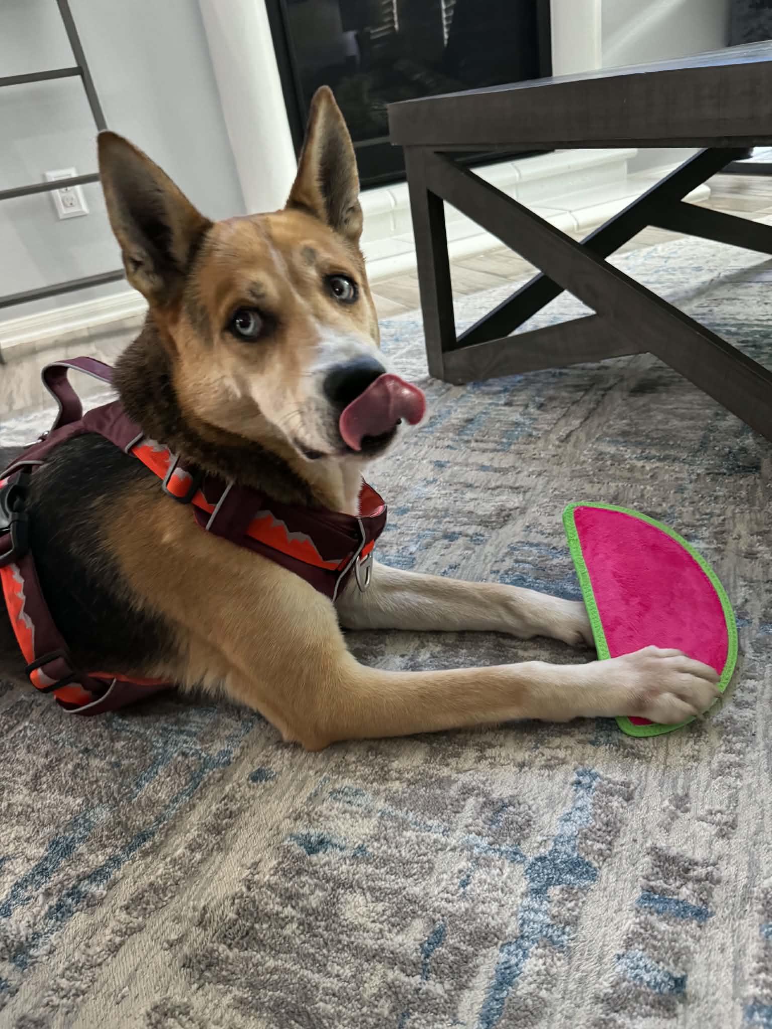 Stormy, an adopted mixed breed in Humble, TX image 2/4
