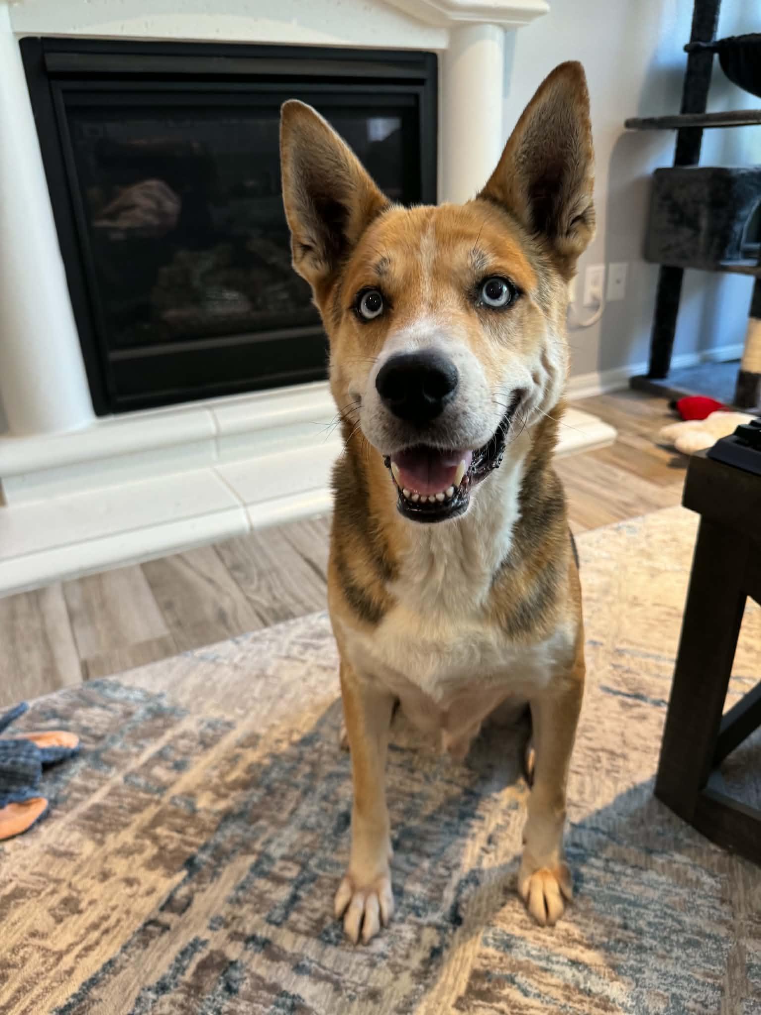 Stormy, adopted, Young Male Husky.