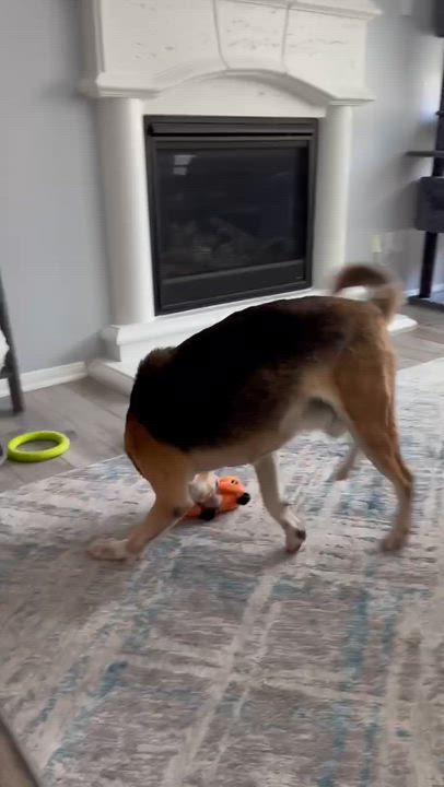 Enlarge Stormy, an adopted mixed breed in Humble, TX video 4/4