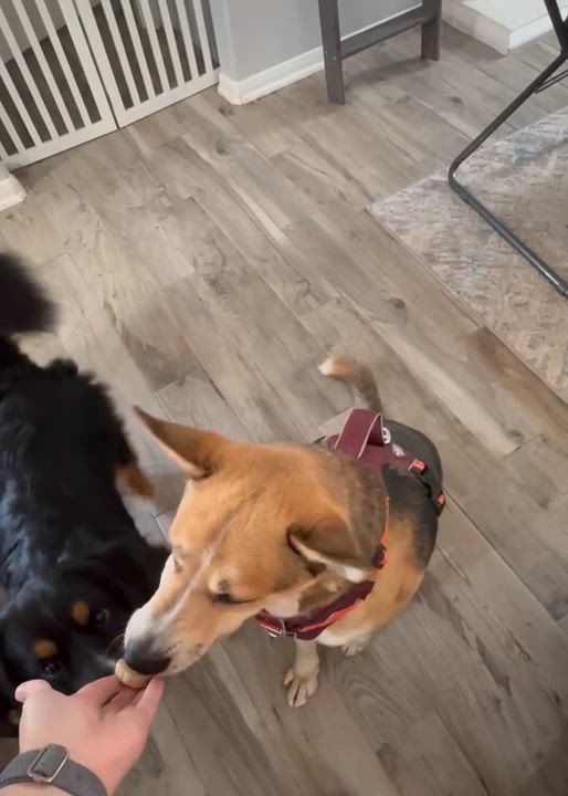 Enlarge Stormy, an adopted mixed breed in Humble, TX video 3/4